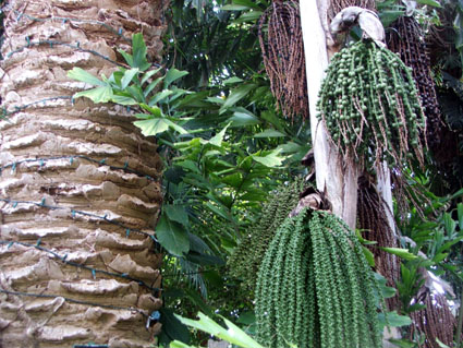 080_Conservatory