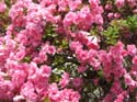 002_AzaleasBloom